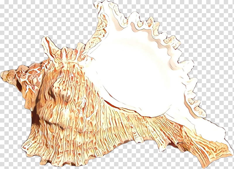 Wood, Cartoon, Conch, Seashell, Jaw, Dog, Cocker Spaniel, Norwich Terrier transparent background PNG clipart
