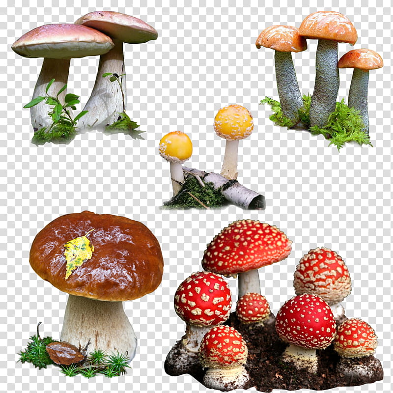 Mushrooms, red and brown mushrooms transparent background PNG clipart