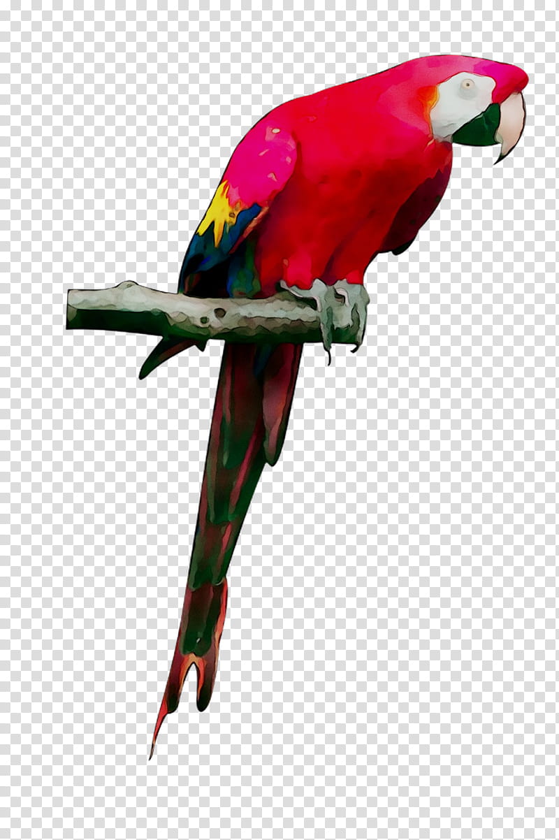 Bird Parrot, Budgerigar, Macaw, Grey Parrot, Loriini, Parrot Harness, Cockatiel, Parakeet transparent background PNG clipart