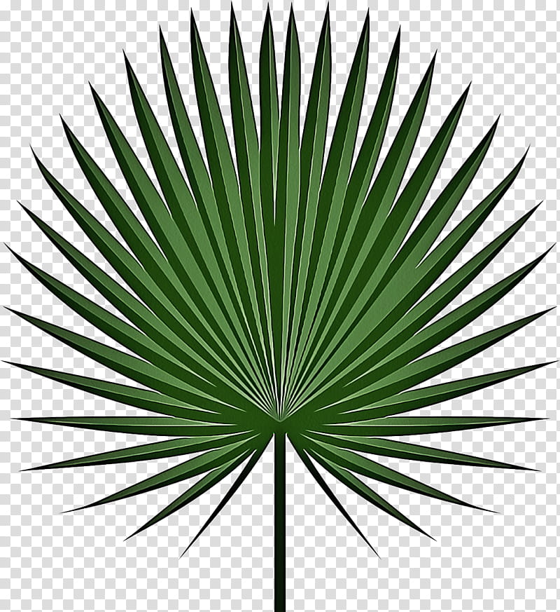 Palm Tree, Palm Trees, Sabal Palm, Palm Branch, Leaf, Frond, Plants, Fanleaved Palms transparent background PNG clipart