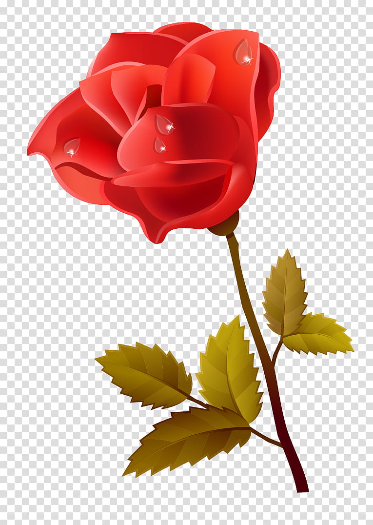 Flowers, Red, Garden Roses, Rose Family, Rose Order, Petal, Plant, Leaf transparent background PNG clipart