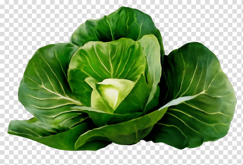 cabbage green flower leaf leaf vegetable, Watercolor, Paint, Wet Ink, Plant, Wild Cabbage, Iceburg Lettuce, Cruciferous Vegetables transparent background PNG clipart
