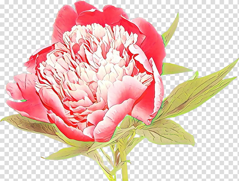 flower plant petal pink common peony, Cut Flowers, Chinese Peony, Carnation transparent background PNG clipart