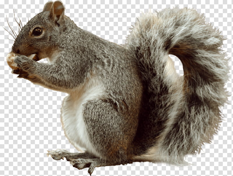 Squirrel, Eastern Gray Squirrel, Fox Squirrel, Tree Squirrel, Western Gray Squirrel, Animal, Eastern Screech Owl, Tree Squirrels transparent background PNG clipart
