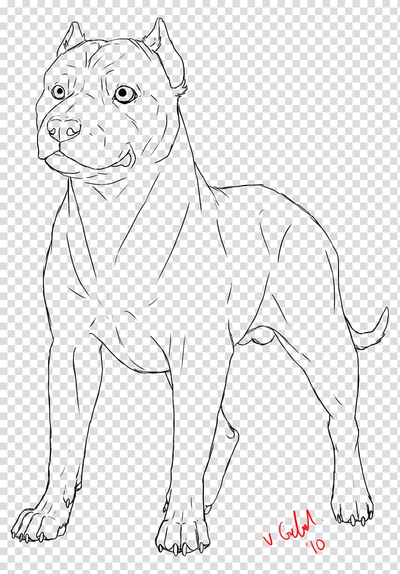 Pit Bull lineart, black dog sketch with signature transparent background PNG clipart