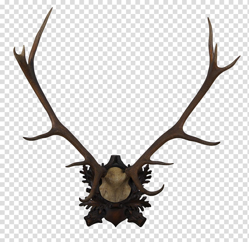Trophy, Horn, Moose, Deer, Antler, Elk, Trophy Hunting, Hotel transparent background PNG clipart