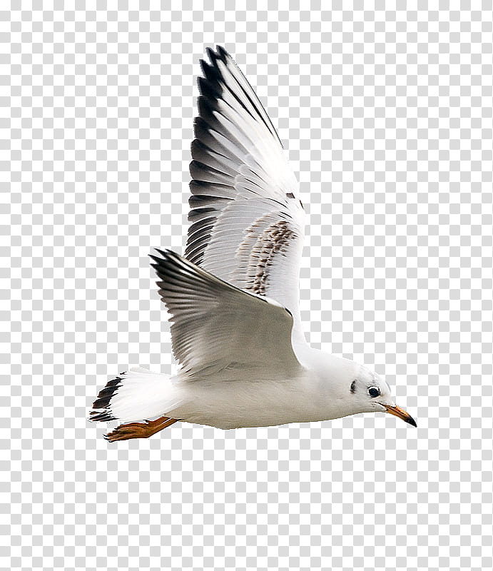 gaviota, white bird transparent background PNG clipart