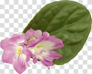 Violets set transparent background PNG clipart thumbnail