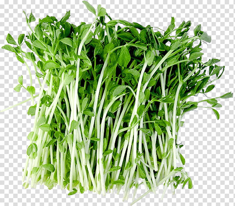 Grass Flower, Water Spinach, Vegetarian Cuisine, Garden Cress, Herb, Watercress, Ghormeh Sabzi, Vegetable transparent background PNG clipart