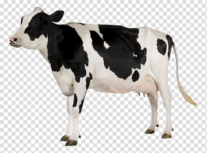 Cow, Holstein Friesian Cattle, Dairy Farming, Dairy Cattle, Udder, Pasture, Dairy Cow, Bovine transparent background PNG clipart