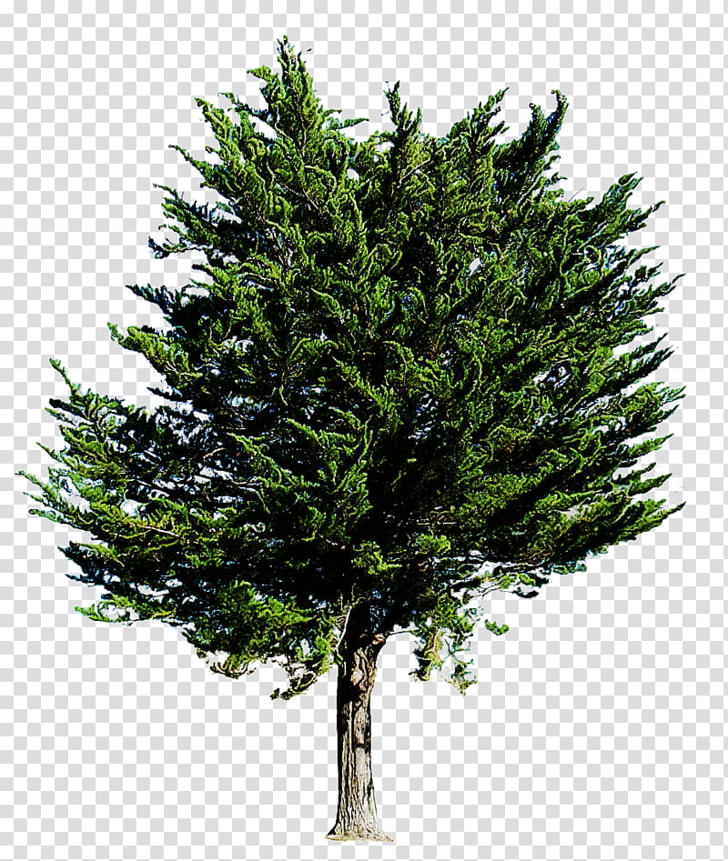 tree shortleaf black spruce columbian spruce balsam fir white pine, Yellow Fir, Lodgepole Pine, Red Pine, Oregon Pine, Canadian Fir transparent background PNG clipart