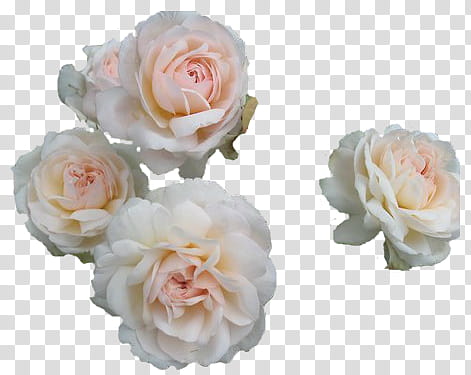 RNDOM, four white roses transparent background PNG clipart