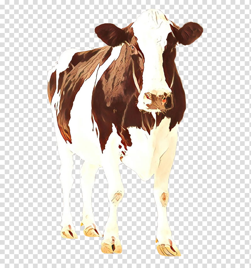Cow, Holstein Friesian Cattle, Calf, Dairy Cattle, Highland Cattle, Jersey Cattle, Beef Cattle, Dairy Farming transparent background PNG clipart