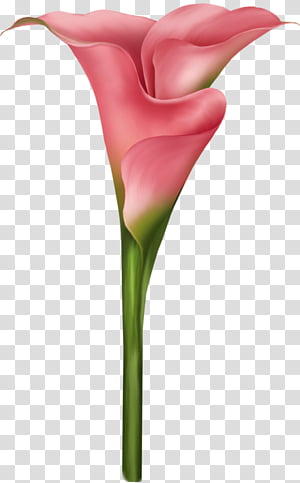 Flower Art Watercolor, Watercolor Painting, Pintura A La Acuarela, Drawing, Landscape Painting, Petal, Paint Brushes, Pink transparent background PNG clipart thumbnail