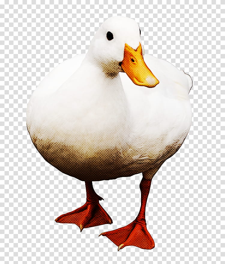 bird duck water bird beak ducks, geese and swans, Ducks Geese And Swans, Goose, Waterfowl, Live transparent background PNG clipart