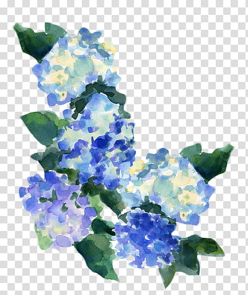 Blue Iris Flower, Watercolor Painting, Hydrangea, Hydrangea Painting, Watercolor Bouquets, Art, Floral Design, Drawing transparent background PNG clipart