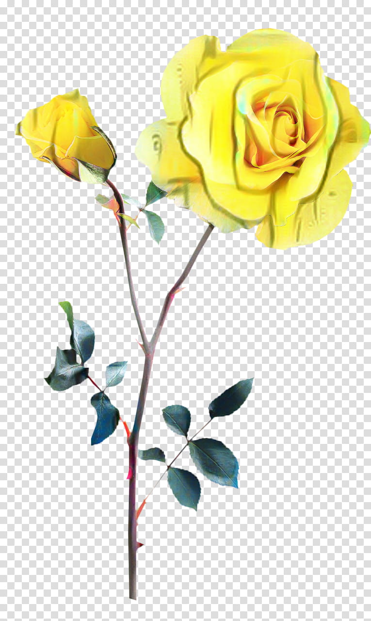 Rose Flower Drawing, Yellow, Cut Flowers, Petal, Garden Roses, Flower Garden, Rainbow Rose, Floral Design transparent background PNG clipart
