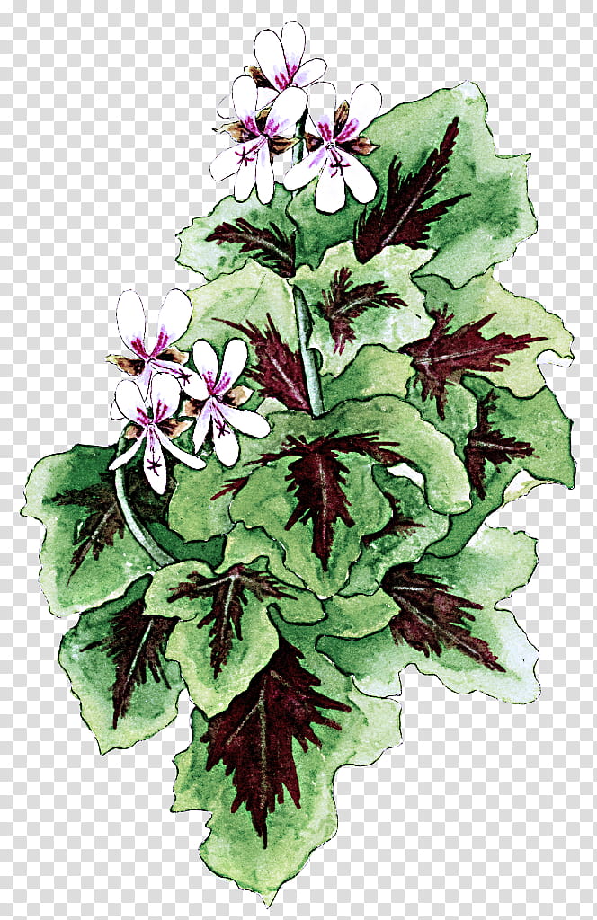flower flowering plant plant impatiens petal, Geranium, Wildflower, Lobelia, Violet Family transparent background PNG clipart