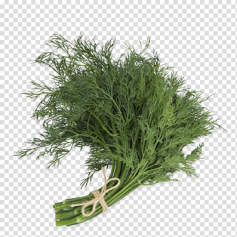 Red Tree, Dill, Fennel, Herb, Parsley, Spice, Navi Mumbai, Gastritis transparent background PNG clipart