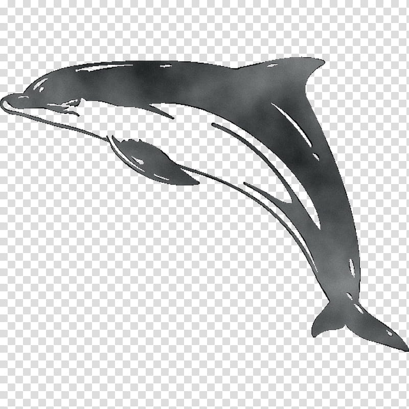 Whale, Shortbeaked Common Dolphin, Whitebeaked Dolphin, Roughtoothed Dolphin, Wholphin, Toothed Whale, Longbeaked Common Dolphin, Bottlenose Dolphin transparent background PNG clipart
