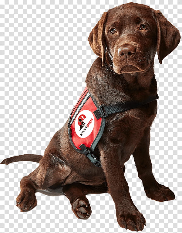 Chesapeake bay best sale retriever service dog