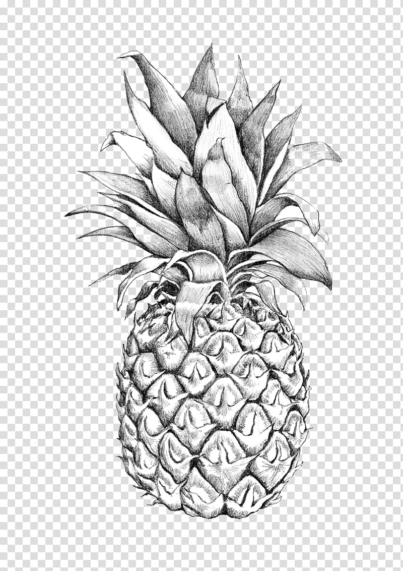 Pineapple, pineapple sketch transparent background PNG clipart