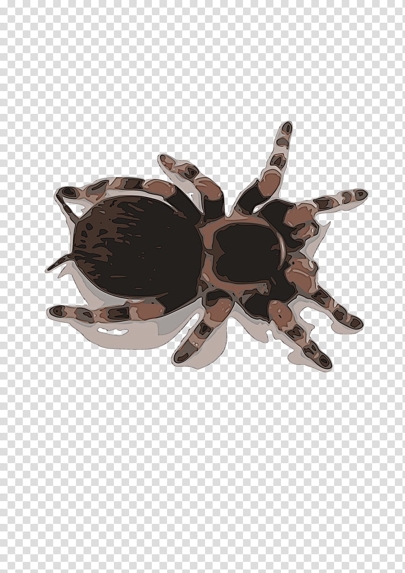 tarantula brown beige spider brooch transparent background PNG clipart