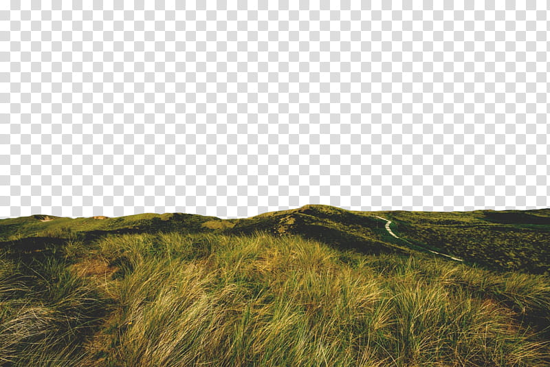 grassland grass natural environment hill natural landscape, Terrain, Grass Family, Prairie, Ecoregion, Steppe transparent background PNG clipart