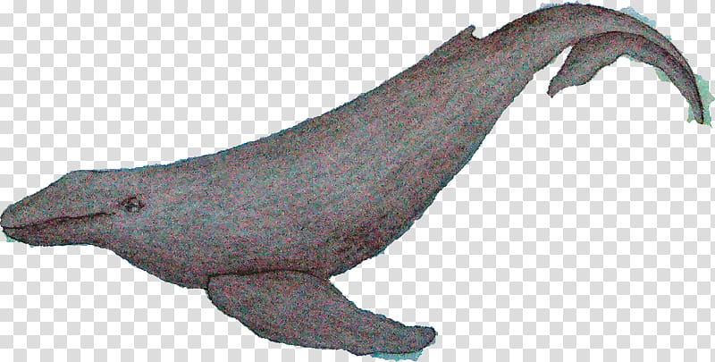 Whale, Sea Lion, Gimp, Whales, Animal, Humpback Whale, Animal Figure, California Sea Lion transparent background PNG clipart