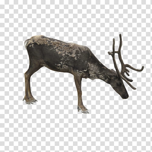 Painting, Reindeer, Moose, Elk, Red Deer, Whitetailed Deer, Antler, Wildlife transparent background PNG clipart