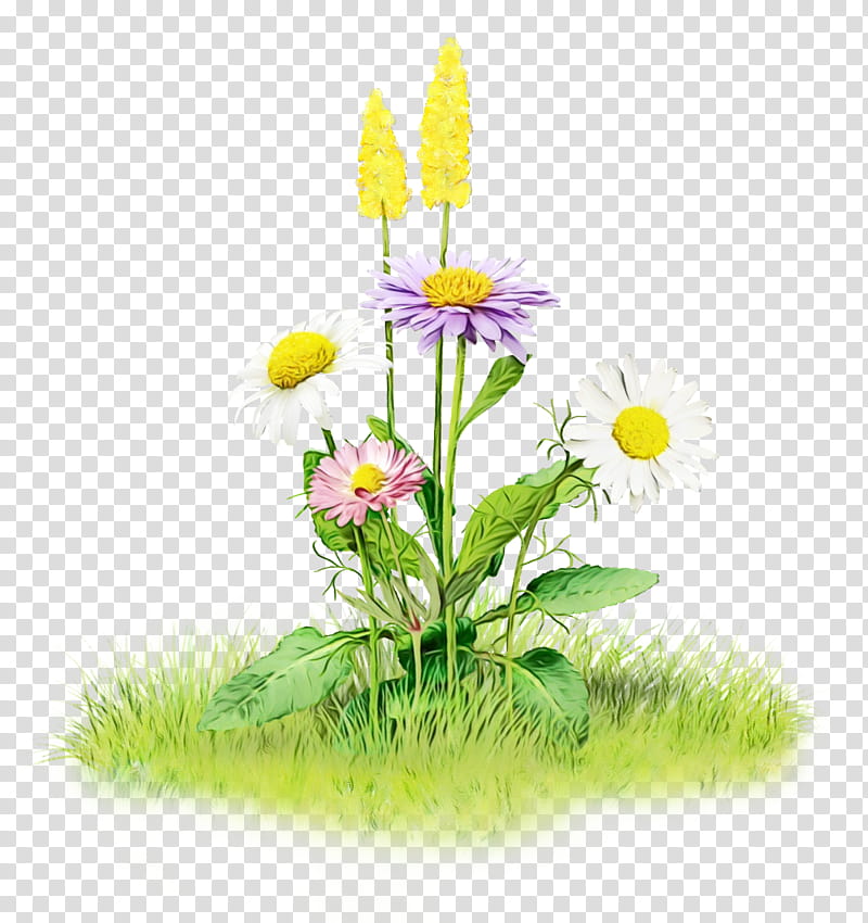 Drawing Of Family, Flower, Floral Design, Nature, Plant, Daisy, Wildflower, Grass transparent background PNG clipart