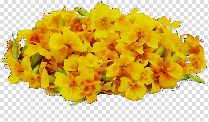 Flowers, Lily Of The Incas, Cut Flowers, Yellow, Plant, Petal, Tagetes, Lantana transparent background PNG clipart