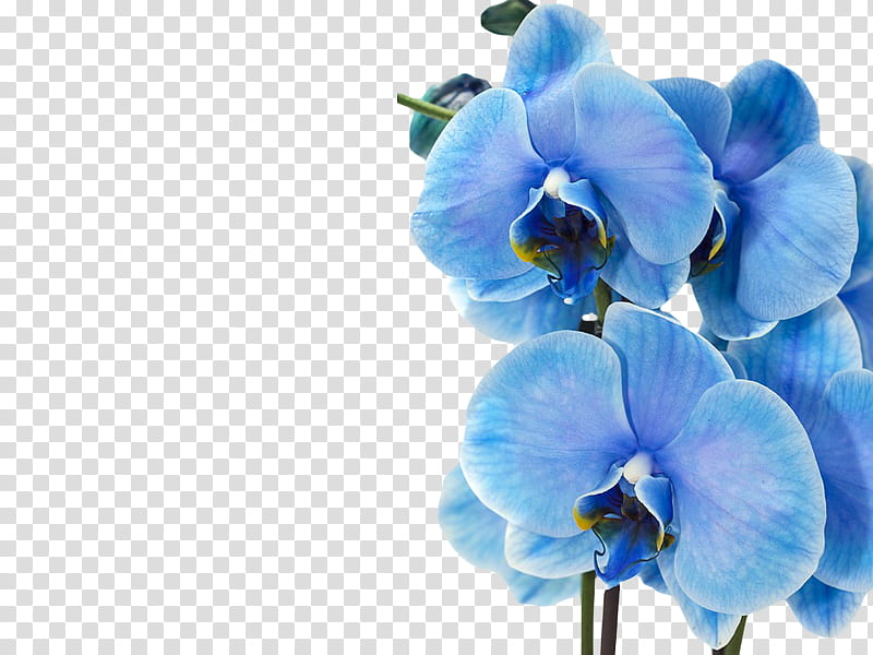 , blue moth orchid flowers in bloom transparent background PNG clipart