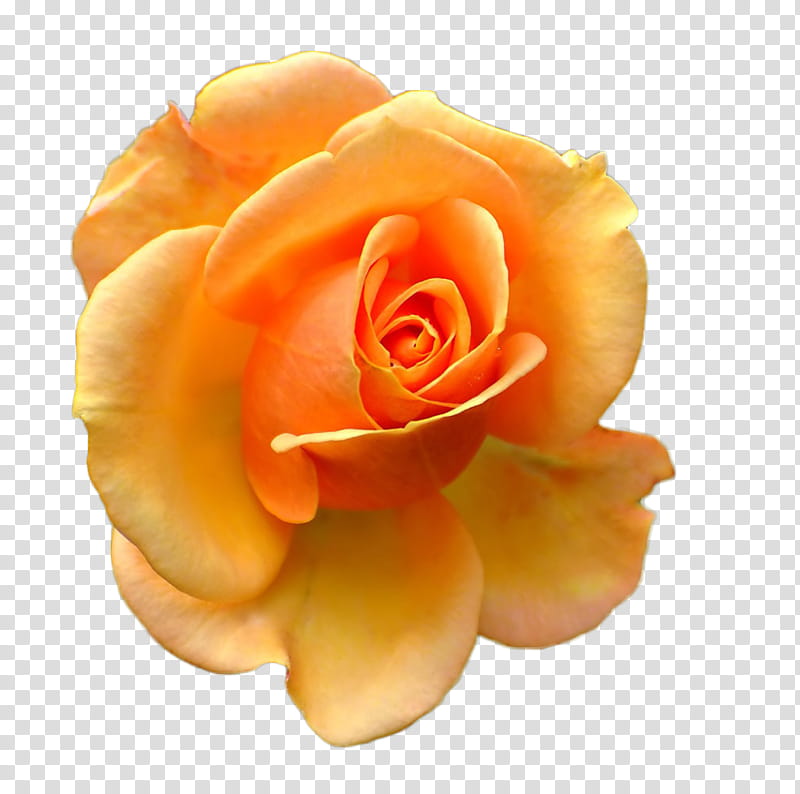 Roses, yellow rose transparent background PNG clipart