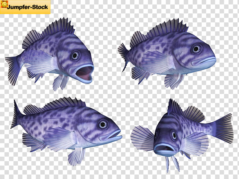 Various Fish , purple bass fishes illustration transparent background PNG clipart