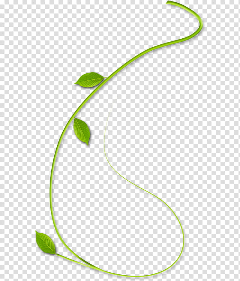 Green Leaf, Calameae, Rattan, Tree, Red, Plant, Plant Stem, Flower transparent background PNG clipart