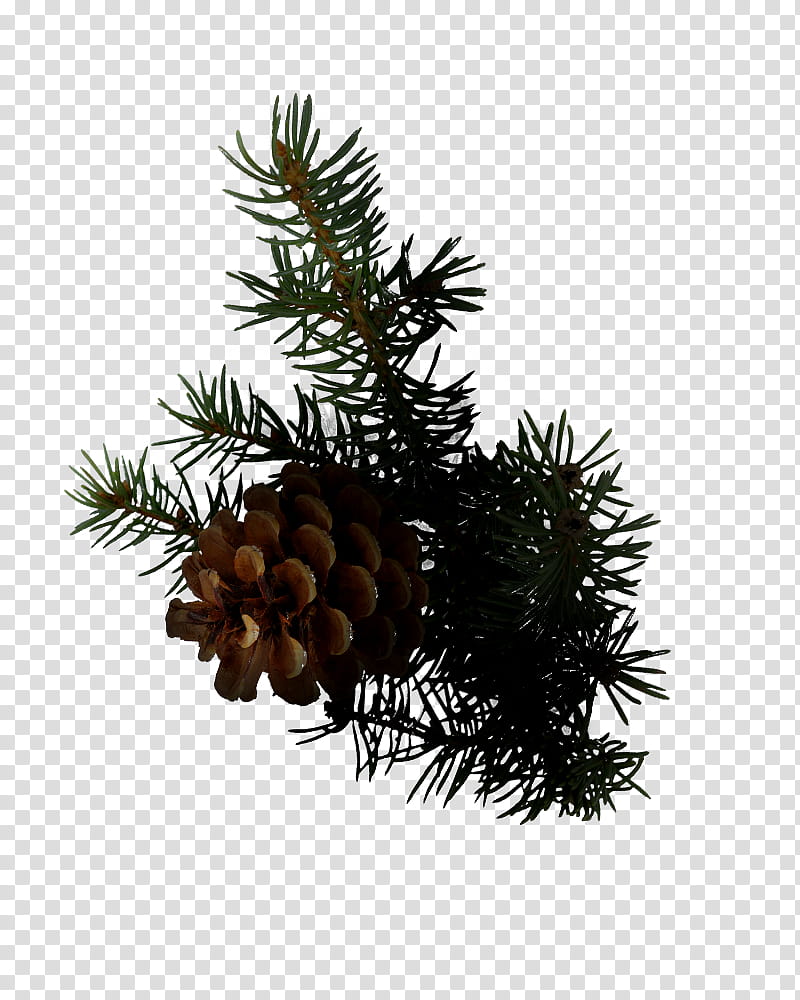 Christmas Black And White, Clive Christian, Spruce, Conifer Cone, Clive Christian Perfume, Balsam Fir, Conifers, Pine transparent background PNG clipart