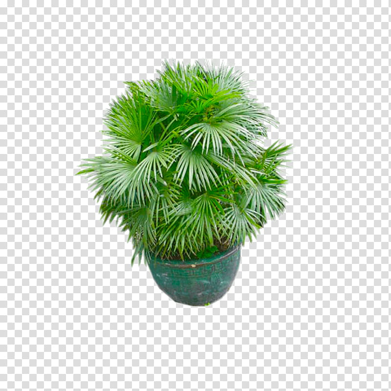 Palm Leaf Texture, Texture Mapping, Palm Trees, 3D Computer Graphics, Houseplant, Flowerpot, Plants, Computer Software transparent background PNG clipart