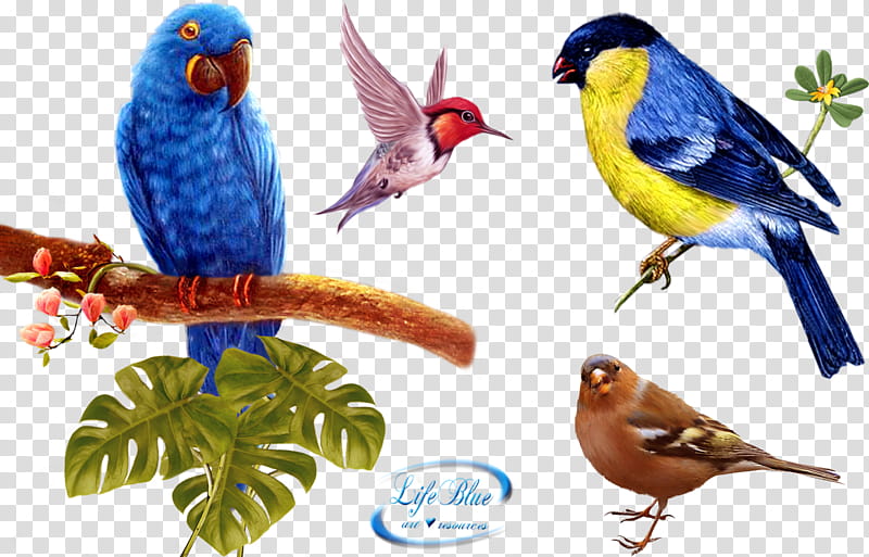 Birds, four assorted-color birds transparent background PNG clipart