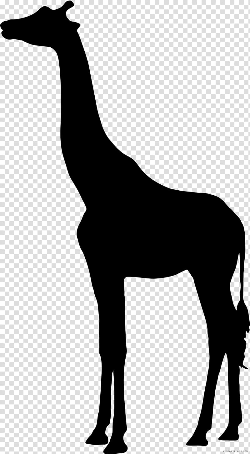 Horse, Silhouette, Northern Giraffe, South African Giraffe, Skyline, Animal Figure, Giraffidae, Wildlife transparent background PNG clipart