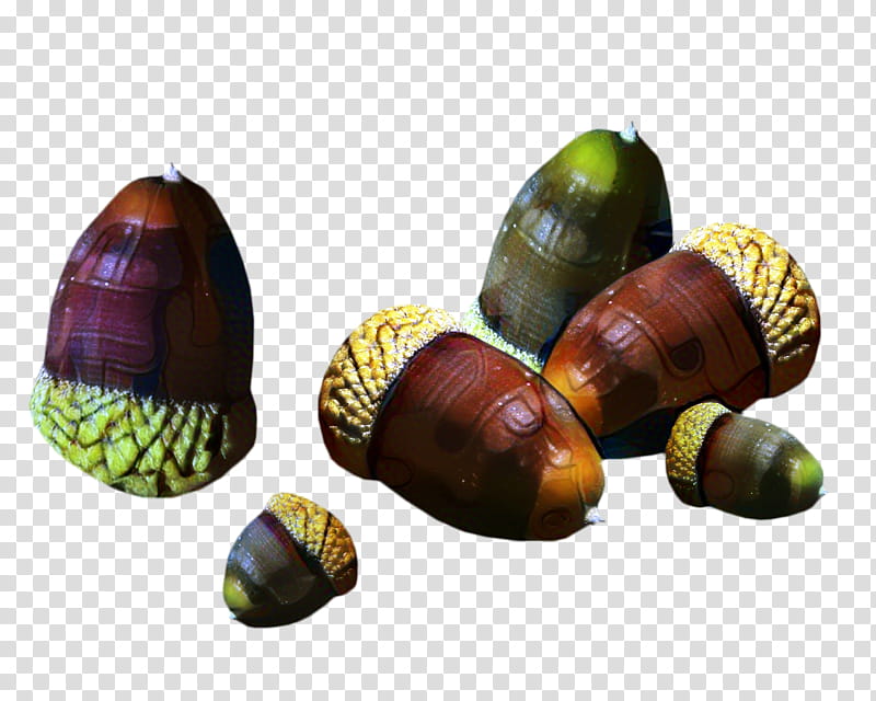 Snail, Acorn, Sea Snail, Personal Identification Number, Discover Card, Discover Financial Services, Tassel, 2018 transparent background PNG clipart