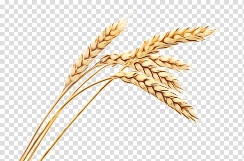 Wheat, Ear, Cereal, Common Wheat, Grain, Barley, Whole Grain, Cereal Germ transparent background PNG clipart