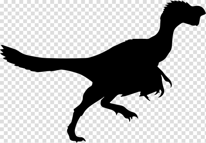Bird Line Drawing, Velociraptor, Dinosaur, Silhouette, Citipati, Daspletosaurus, Line Art, Tyrannosaurus Rex transparent background PNG clipart