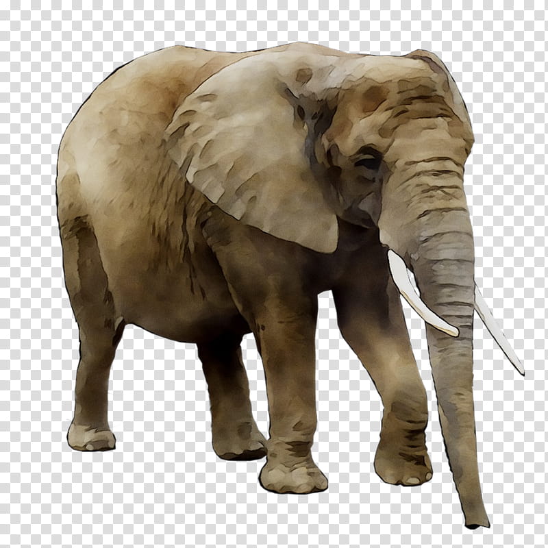 Lion Drawing, Asian Elephant, African Bush Elephant, Rhinoceros, African Elephant, Indian Elephant, Wildlife, Animal Figure transparent background PNG clipart
