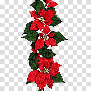 Poinsettia Flowers s, red poinsettia flower transparent background PNG clipart