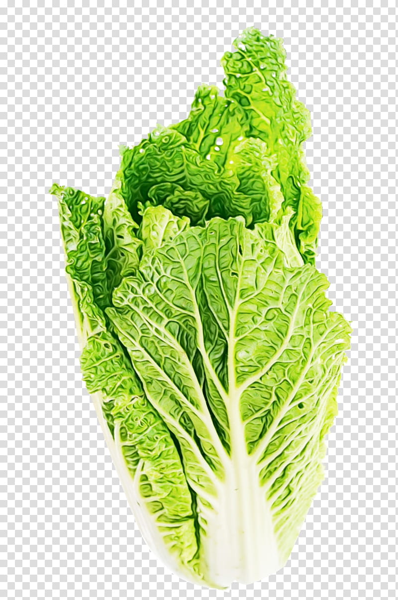 Basil Leaf, Romaine Lettuce, Greens, Salad, Lettuce Sandwich, Butterhead Lettuce, Vegetable, Celtuce transparent background PNG clipart