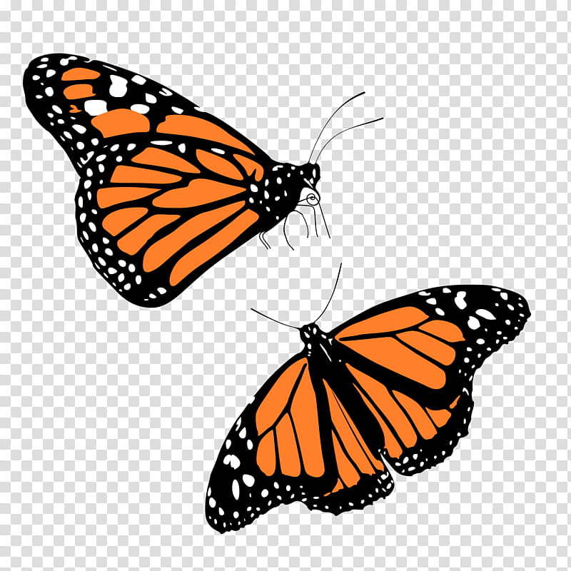 Monarch Butterfly, Monarch Butterfly Migration, Insect, Brushfooted Butterflies, Viceroy, Animal Migration, Glasswing Butterfly, Purple Butterfly Purple Butterfly transparent background PNG clipart