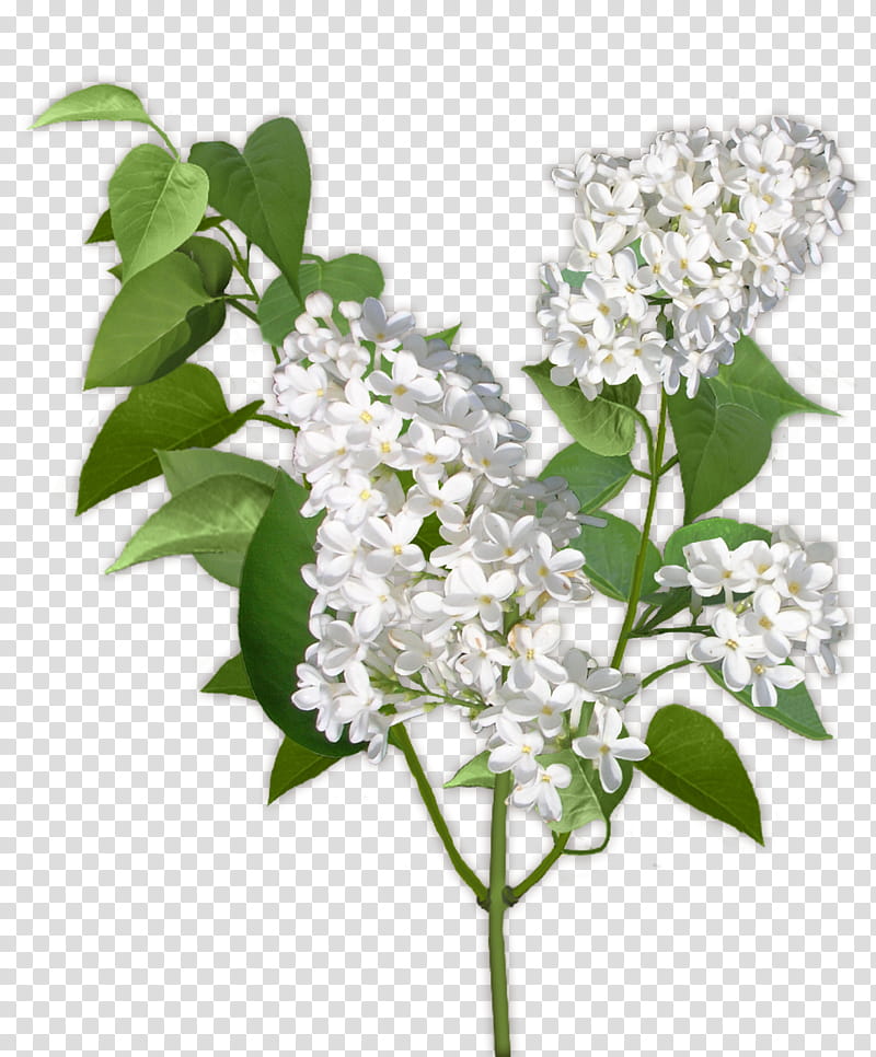 Lilac Flower, white petaled flower transparent background PNG clipart