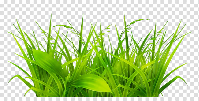 Green Grass, Blog, Grasses, Silhouette, Plant, Wheatgrass, Grass Family, Aquarium Decor transparent background PNG clipart