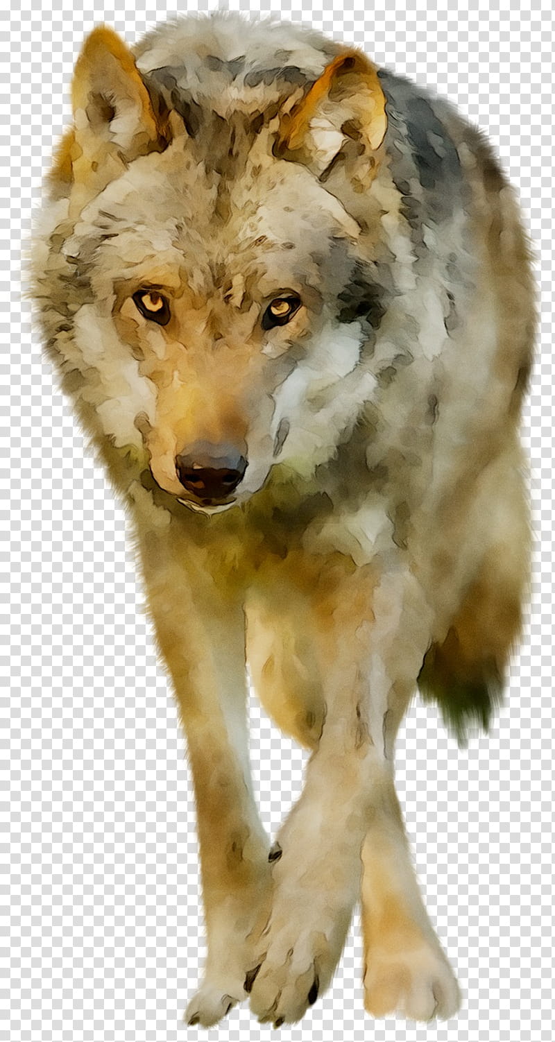 Wolf, Alaskan Tundra Wolf, Coyote, Jackal, Red Wolf, Fur, Snout, Animal transparent background PNG clipart